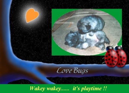 love-bugs.jpg